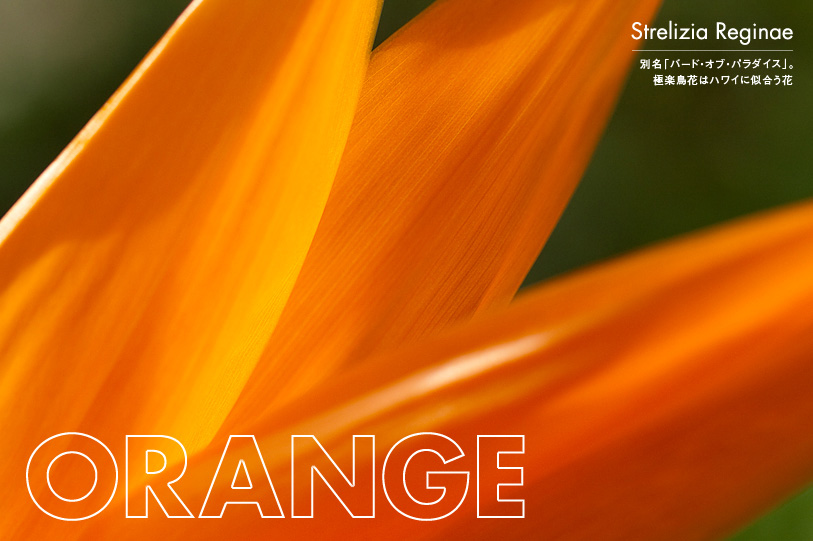 ORANGE